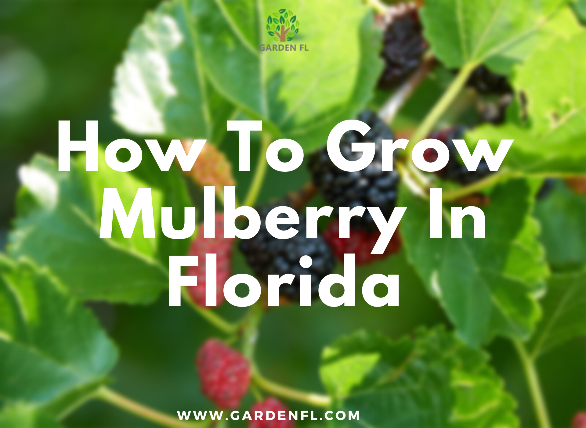 How To Grow A Mulberry Tree In Florida Garden Florida