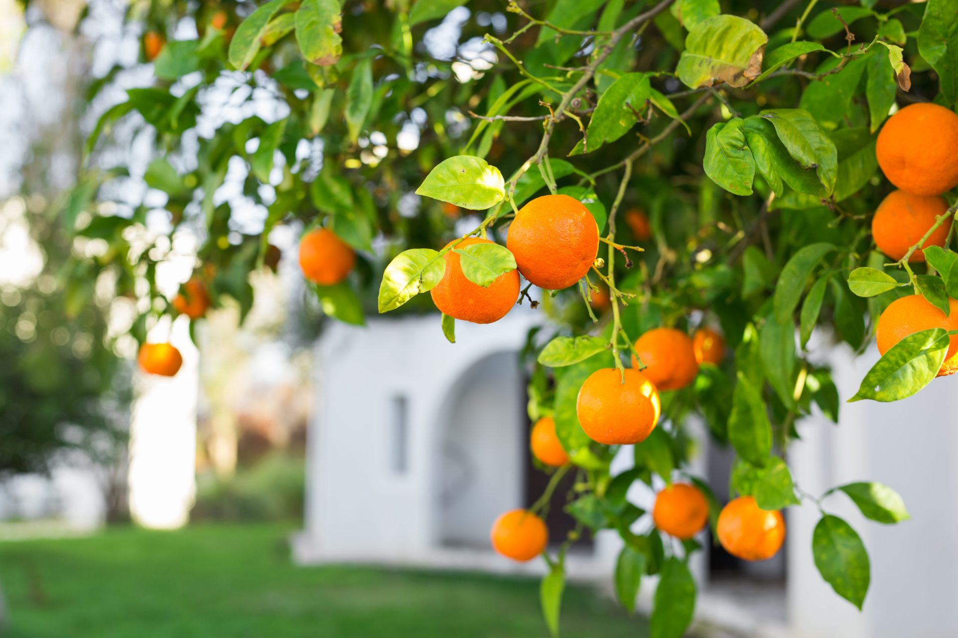 What Tropical Fruit Trees Grow The Best In Florida Garden Florida