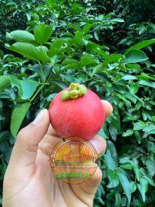 Best Tropical Fruit Tree Fertilizers For Tropical Fruit Trees Garden Florida Seashore Mangosteen Growing In Florida FL 225x300