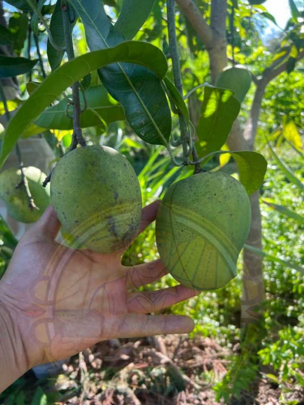 The Best Time To Plant Fruit Trees In Florida Garden Florida