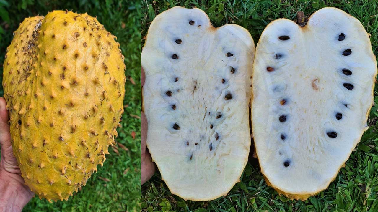 all-about-the-golden-yellow-soursop-annona-murciata-garden-florida