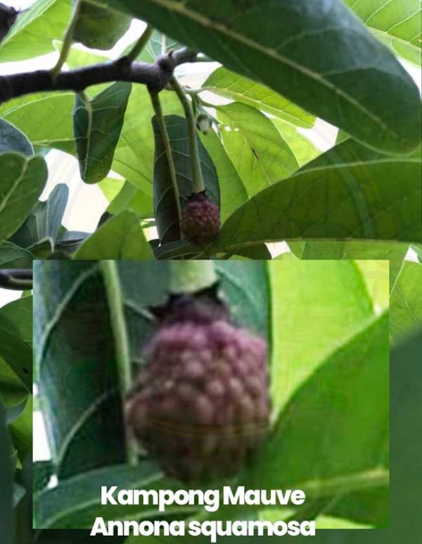 Sugar Apples Exploring the Different Variety (Annona squamosa) Garden Florida