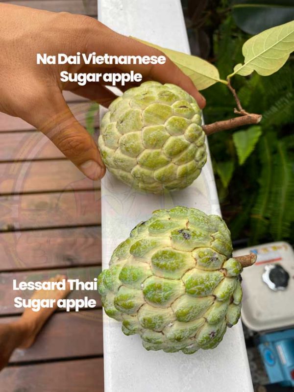 Container Gardening for Tropical Fruits How to Grow Your Favorite