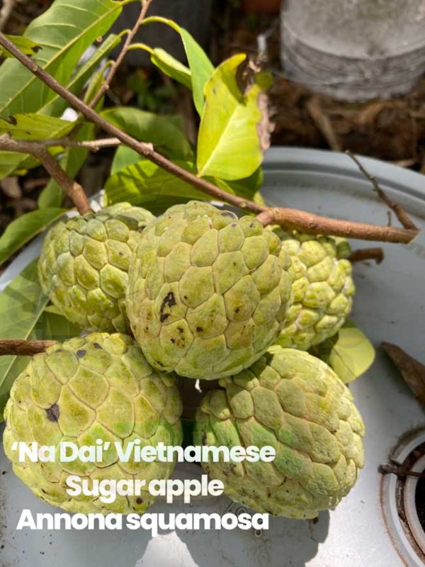 All About the "Na Dai" Vietnamese Sugar Apple (Annona squamosa