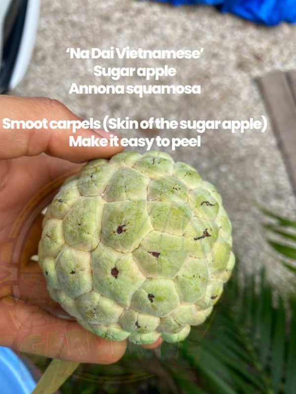 Sugar Apples Exploring the Different Variety (Annona squamosa) Garden Florida