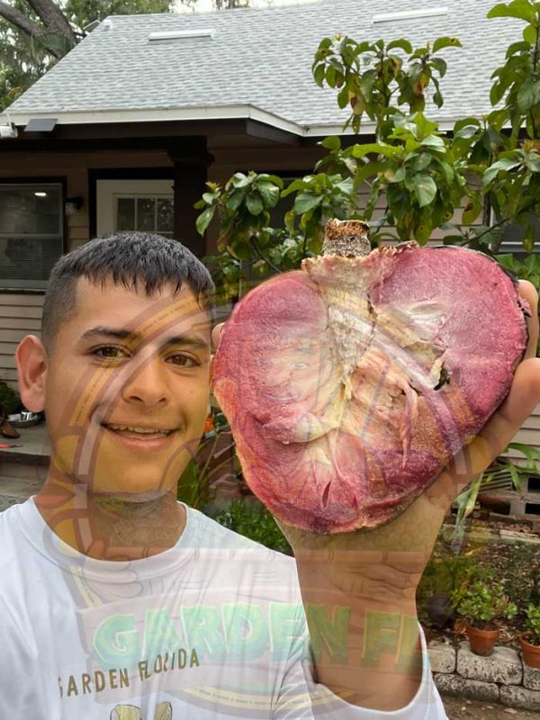 Disease Prevention and Management for Custard Apple Garden Florida