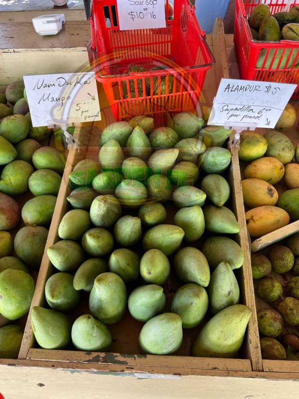 How to Grow and Care for Mango Trees in Florida Garden Florida