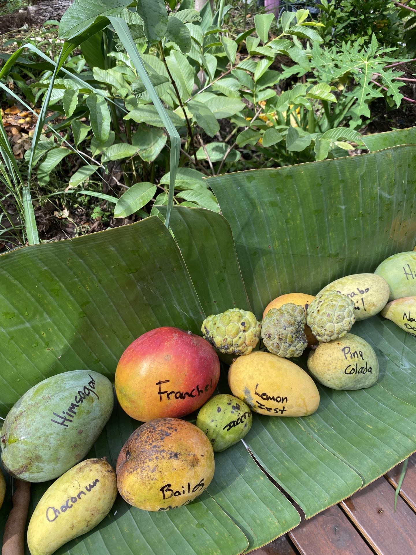 Top 26 Mango Varieties Perfect for Florida 2023